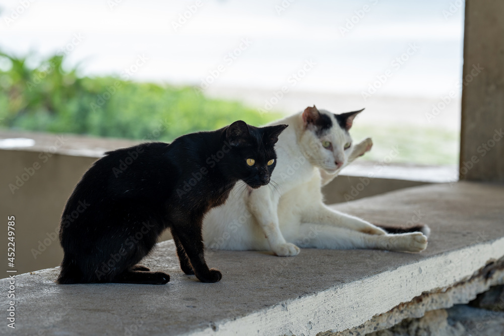 cat on the beach