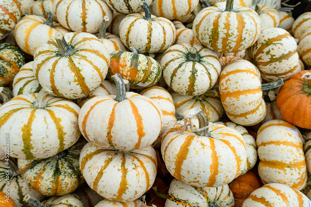 Closeup of white pumpkins in a pile