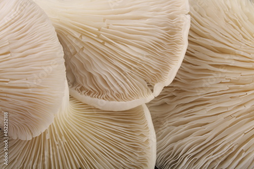 Organic mushroom- macro , close up image .