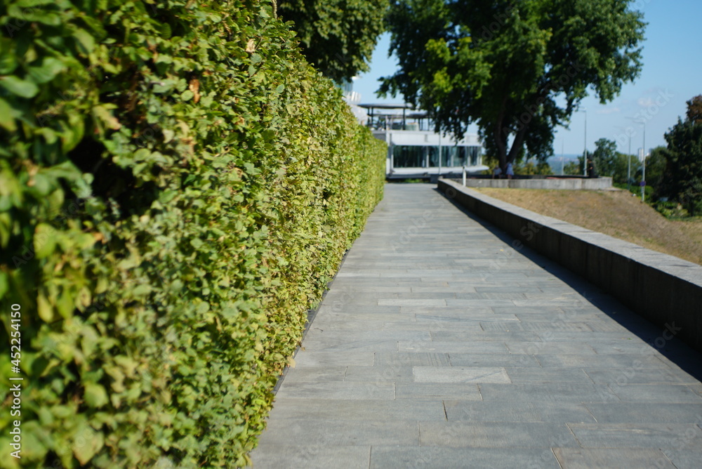 green bushes near the sidewalk 