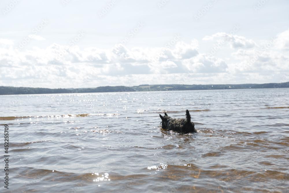 A cheerful young dog of the Scotch Terrier breed runs along the beach against the background of the river. Portrait of a black playful dog. The concept of outdoor recreation on a sunny summer day. A cheerful young dog of the Scotch Terrier breed runs along the beach against the background of the river. Portrait of a black playful dog. The concept of outdoor recreation on a sunny summer day.