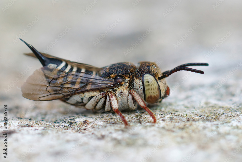 Fototapeta premium Lateral closeup on a female of the small and colorful Thorn-tailed sharptail bee, Coelioxys acanthura