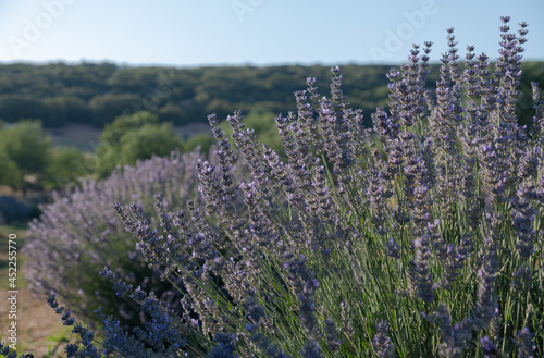 purple lavender flowers in a field, 