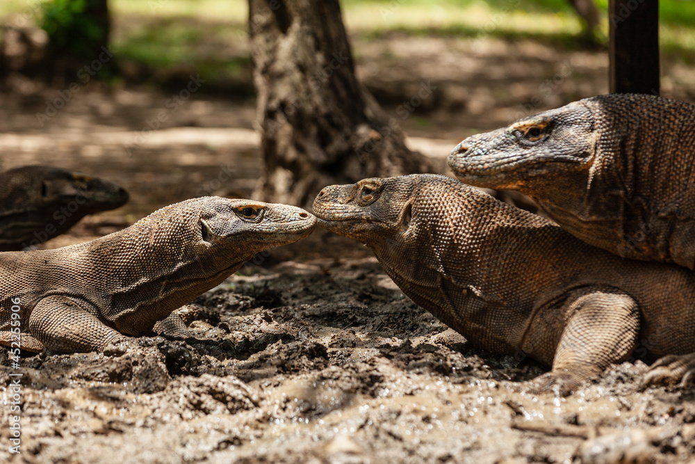 Several Komodo dragons lying in the mud in Komodo island Several Komodo dragons lying in the mud in Komodo island