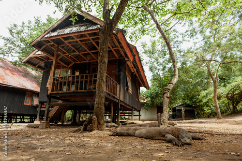 Komodo dragons are resting next to a wooden house 