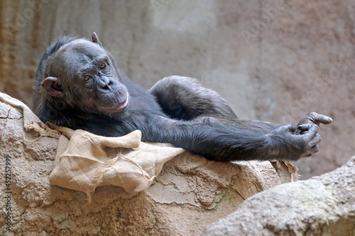Bonobo ( Pan paniscus ) . photo