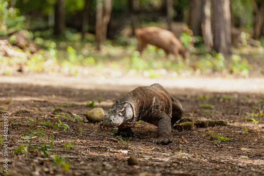 Komodo dragon walking with its forked tongue out Komodo dragon walking with its forked tongue out