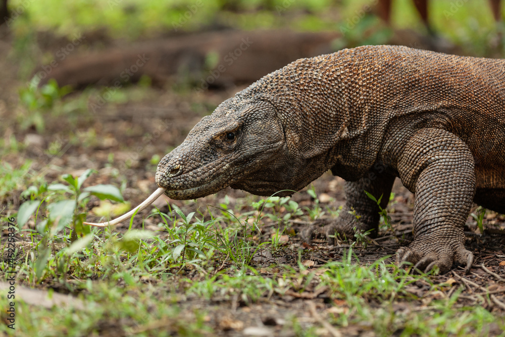 Komodo dragon walking with its forked tongue out Komodo dragon walking with its forked tongue out