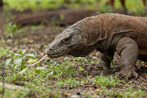 Komodo dragon walking with its forked tongue out