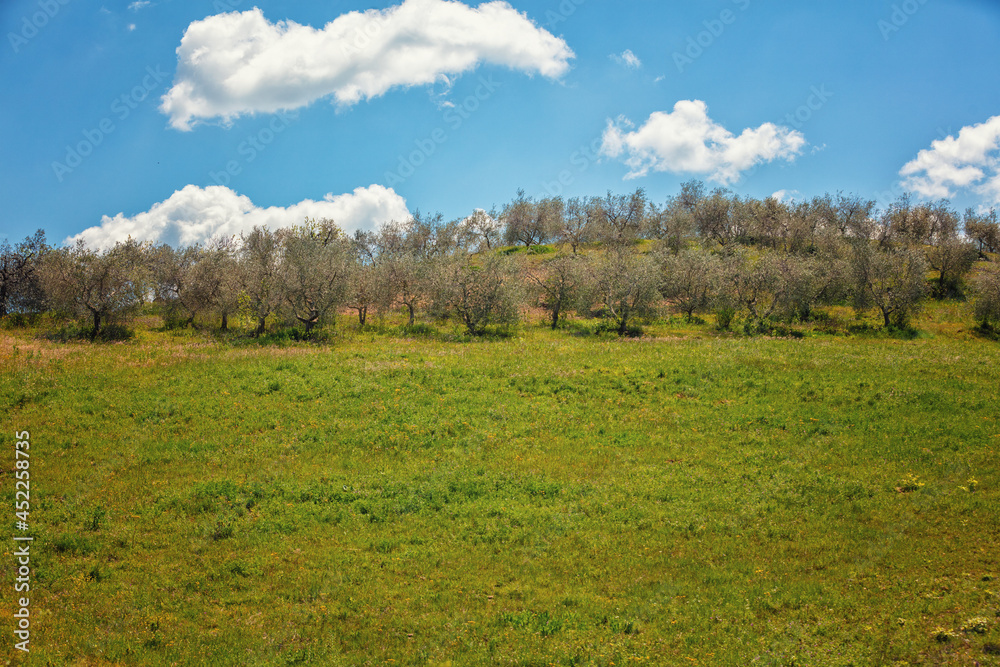 Olive plantation on the hill on a spring sunny day. Tuscany, Italy Olive plantation on the hill on a spring sunny day. Tuscany, Italy