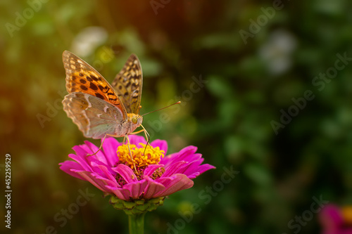 Butterfly Vanessa is orange on a pink flower in the sunlight. Macrophotography of wildlife. The butterfly pollinates the flowers of purple zinnia. In the evening, bright rays of the sun. © Anna Pismenskova