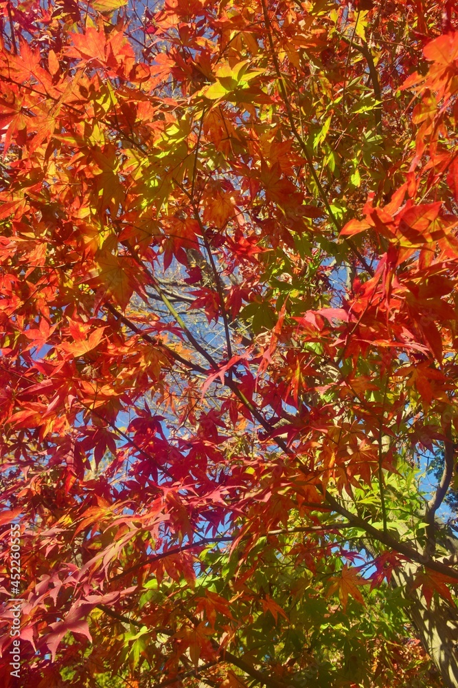 青空に映える紅葉