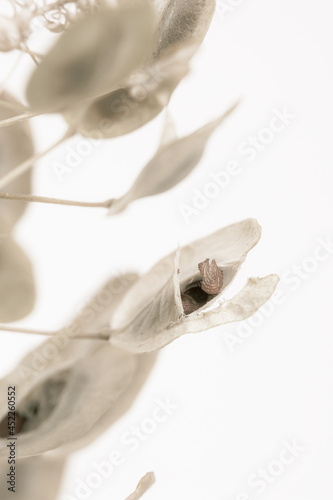 Round oval shape  dried beige soft mist effect flowers pale color buds on light background vertical macro