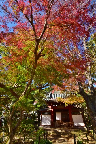 紅葉の長谷山 本土寺