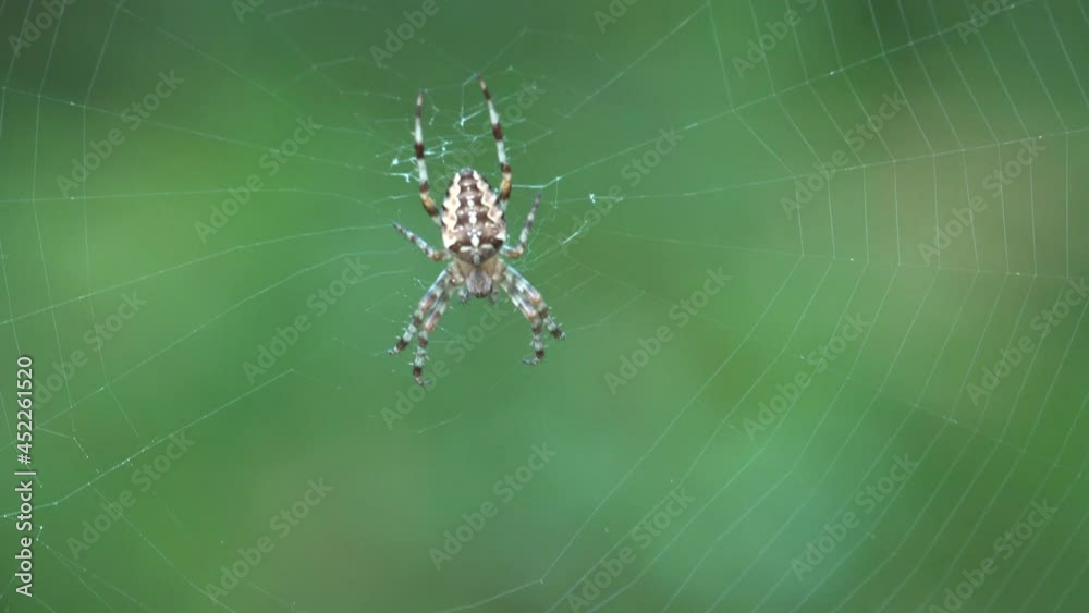 Spider hangs on web that is beautifully spread out on green background Spider hangs on web that is beautifully spread out on green background