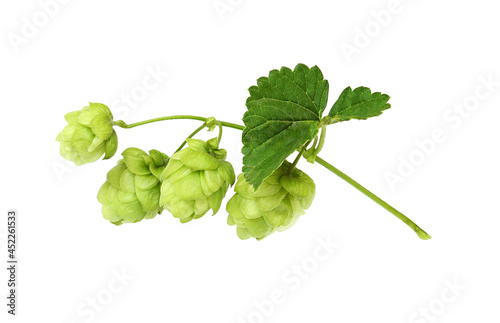 Branch of hops with green c...
