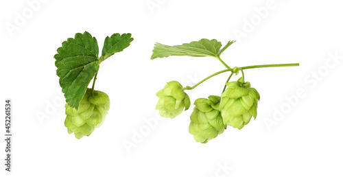 Set of hops with green cone...