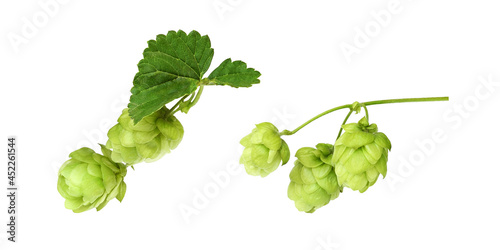 Set of hops with green cone...