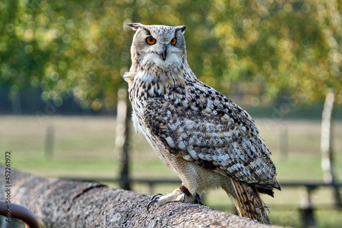 Sibirischer Uhu ( Bubo bubosibiricus ).