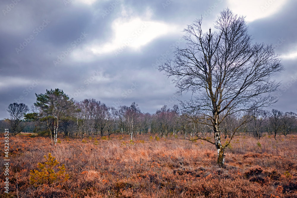 Der Moorerlebnispfad Ahlenmoor im Landkreis Cuxhaven. Stock Photo ...