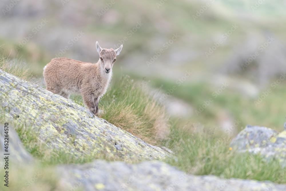 Isolated cub of Ibex mountain in the Alpine prairie (Capra ibex)