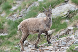 Beautiful portrait of Alpine ibex female in spring season (Capra ibex)