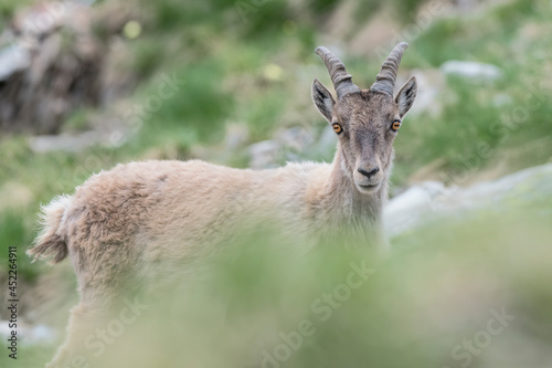 Beautiful portrait of Ibex female (Capra ibex)