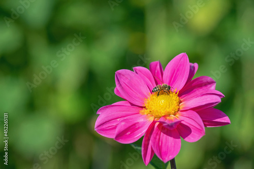 Pink dahlia blossom and a honey bee. Copy space.