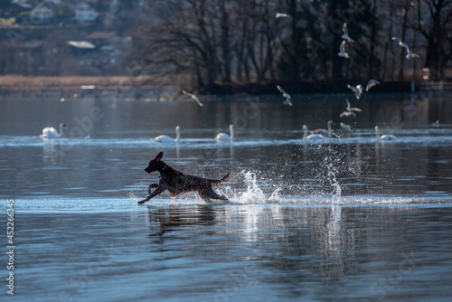 Hund springt durchs Wasser
