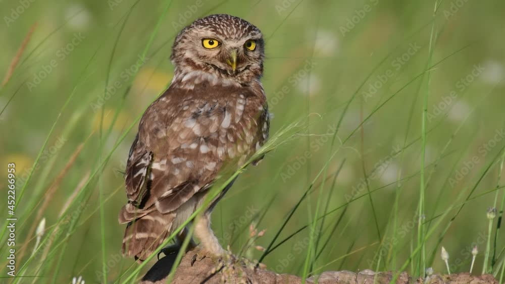 Little owl in natural habitat Athene noctua. close up. Little owl in natural habitat Athene noctua. close up.