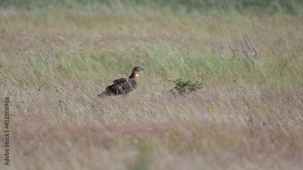 European Honey Buzzard Pernis apivorus sits in the grass and turns its head European Honey Buzzard Pernis apivorus sits in the grass and turns its head