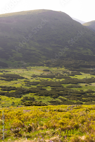 Meadow in a mountain valley  beautiful mountain landscape