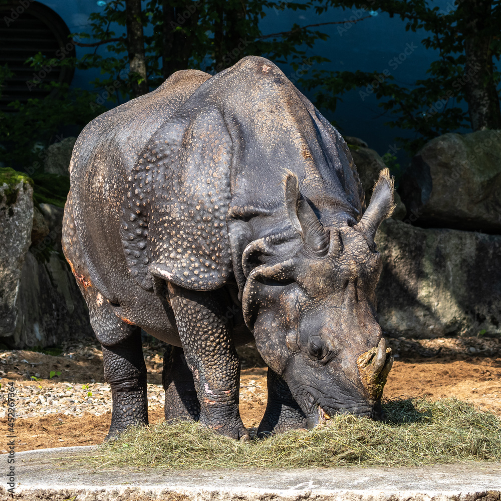 Fototapeta premium The Indian Rhinoceros, Rhinoceros unicornis aka Greater One-horned Rhinoceros