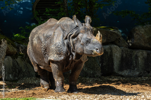 The Indian Rhinoceros  Rhinoceros unicornis aka Greater One-horned Rhinoceros