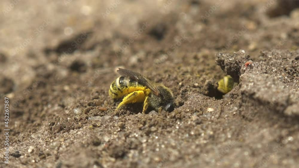 ground-nesting native bee busily digging her nest in bare patch of ground, digs deep burrows-tunnels to preserve nectar, bee covered in yellow pollen on clay soil