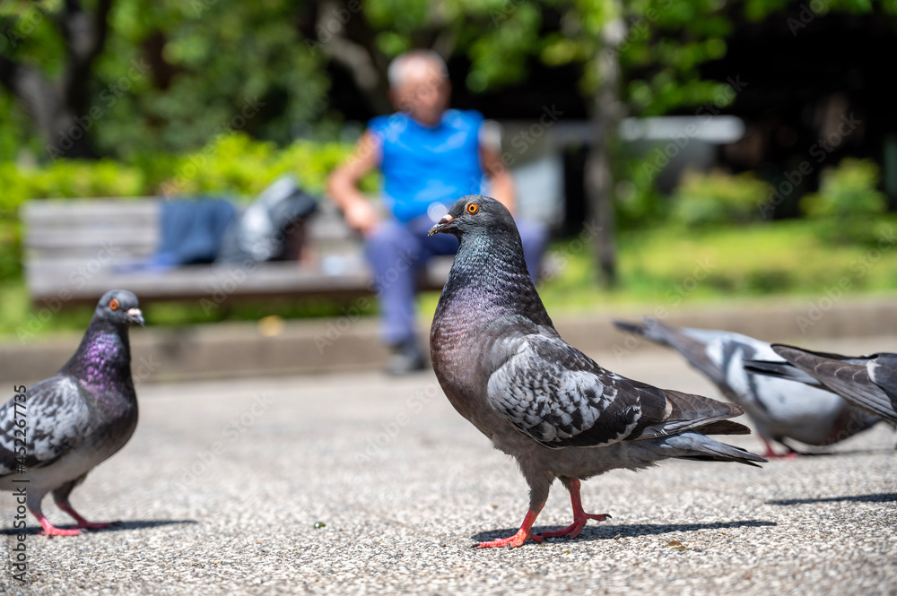 Obraz premium pigeons in the park