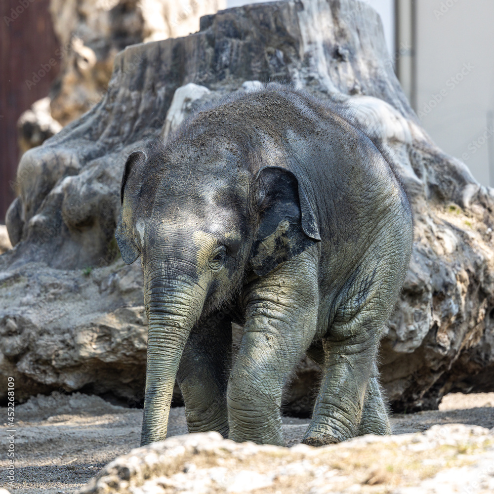 Fototapeta premium The Asian elephant, Elephas maximus also called Asiatic elephant