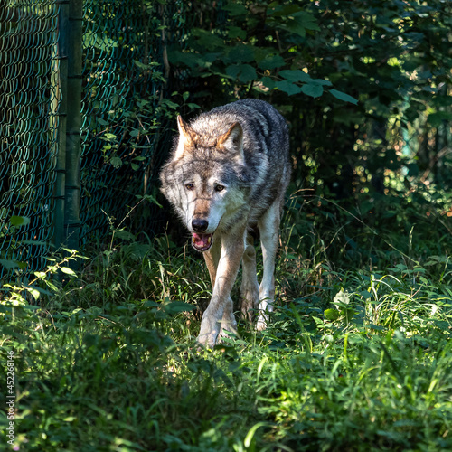 European Grey Wolf  Canis lupus in a german park