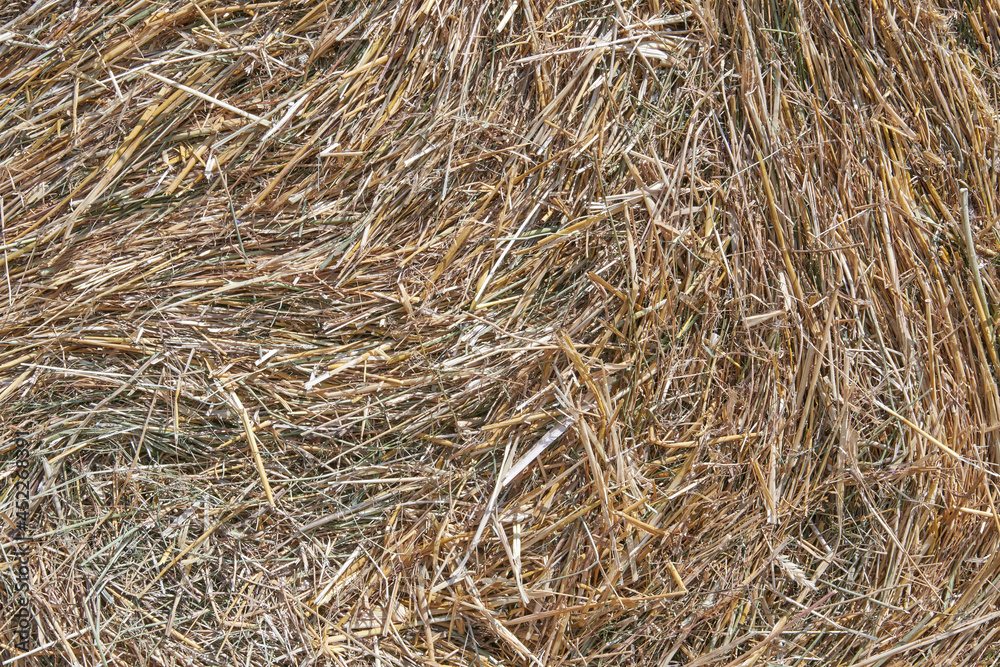 Dried hay texture for background. Yellow straw. Yellow background. Agricultural harvesting for livestock Dried hay texture for background. Yellow straw. Yellow background. Agricultural harvesting for livestock