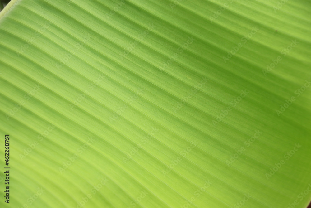 Closed up banana green leaf light green color background 