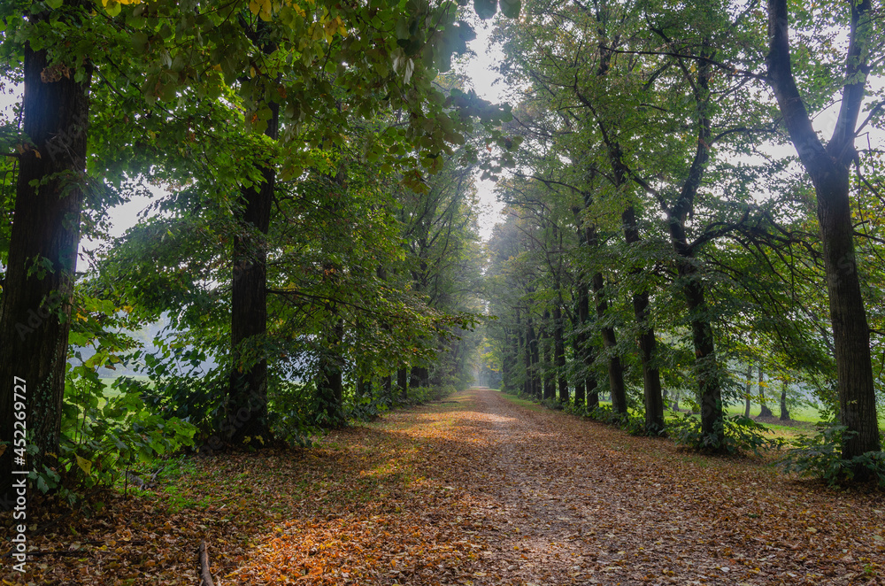 Fototapeta premium path in the forest