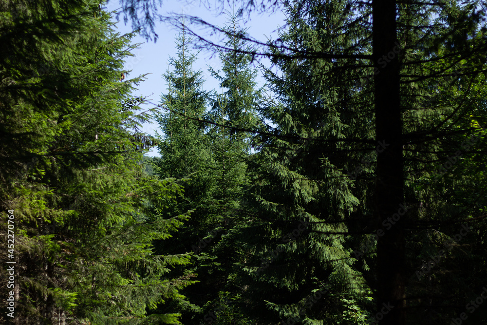Obraz premium trees in the forest
