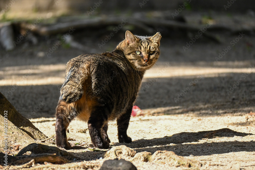 Obraz premium cat on the rocks