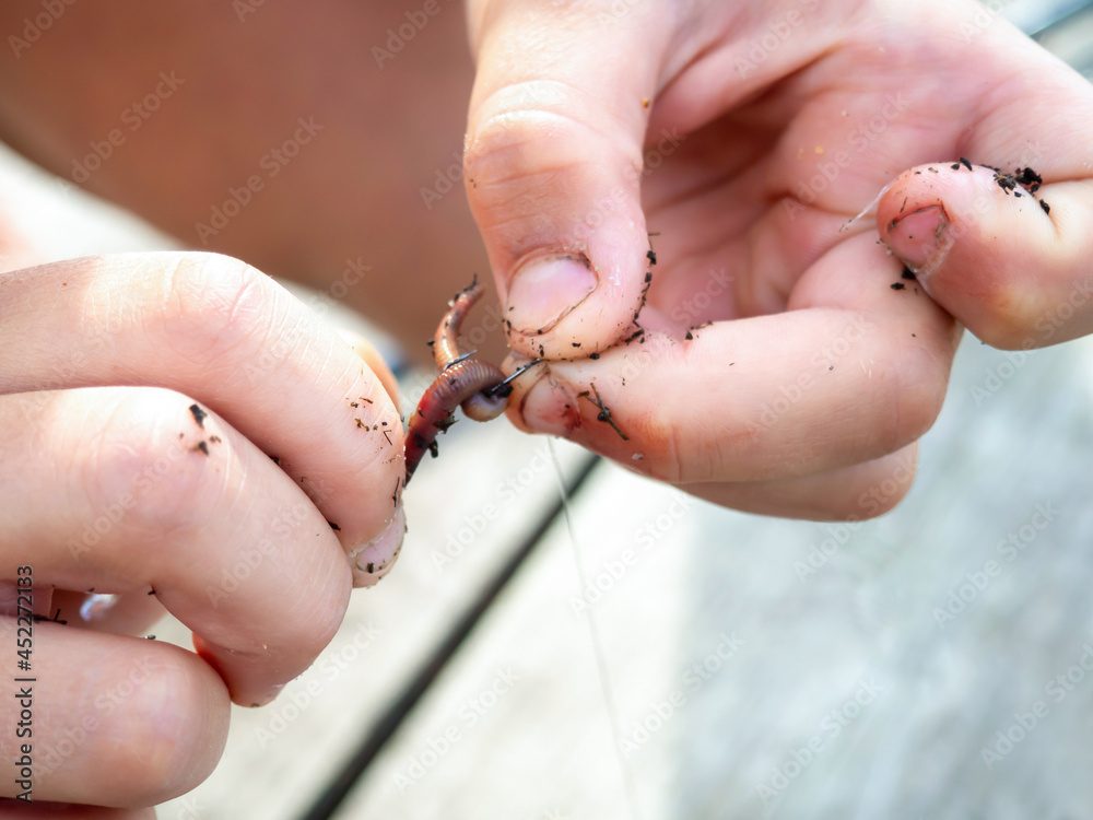 Obraz premium The process of putting a worm on a hook. Fishing, recreation, hobbies.