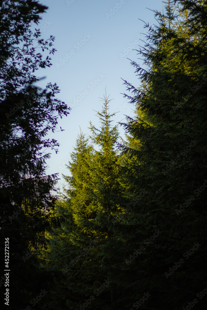 sun shining through trees