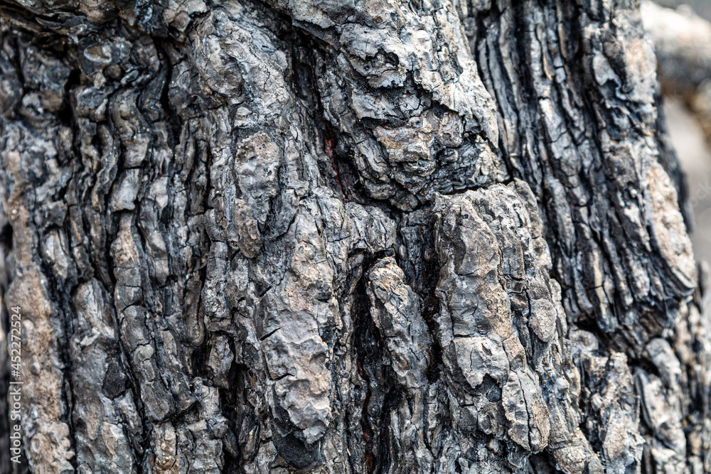 Close up of the burnt tree bark after a forest fire Close up of the burnt tree bark after a forest fire