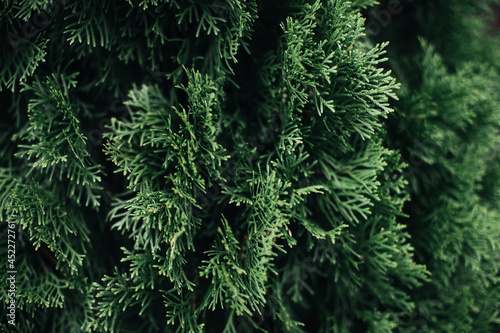 Bright green fresh coniferous plant growing in nature. Natural background