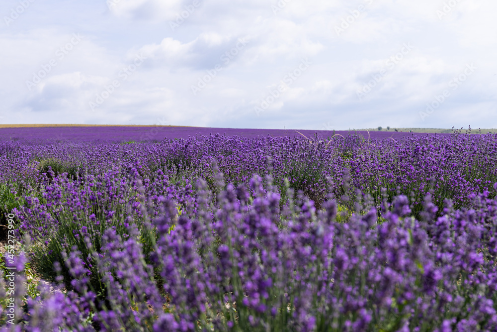 Blooming lavender in the summer. lavender blooming scented flowers. Blooming lavender in the summer. lavender blooming scented flowers.