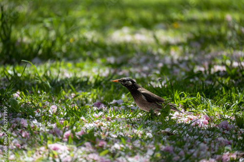 bird on the grass