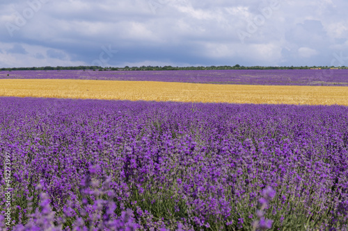 A field of lavender and a field of wheat on a Sunny summer day